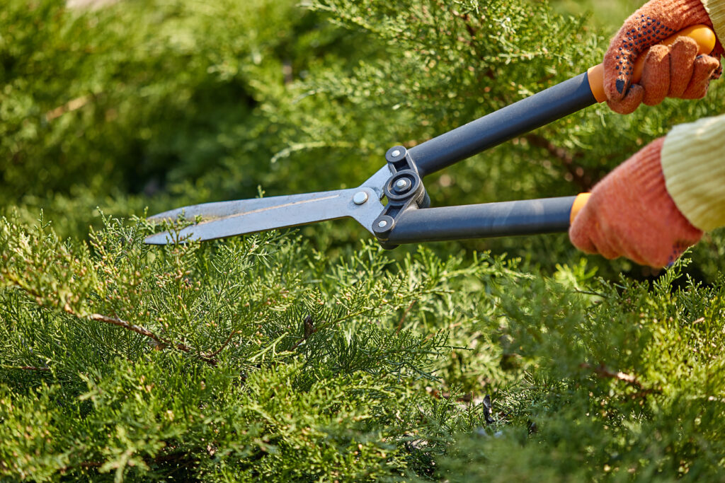 Paysagiste professionnel taillant une haie lors d'un entretien d'espace vert à Royville