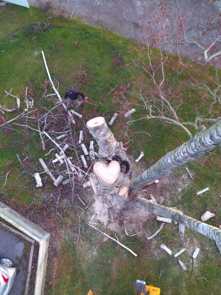 Élagage d'arbres à Yerville